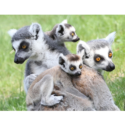 23.04.2013, Zoo Dresden, Katta-Anlage, die Kattas haben Jungtiere bekommen und erkunden das Außengelände
