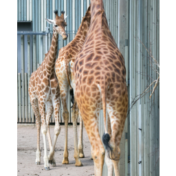02.05.2015, Zoo Dresden, Giraffenfamilie