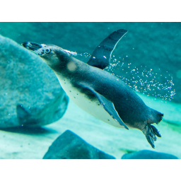 06.05.2015, Zoo Dresden, Pinguin