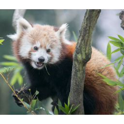 03.12.2014, Zoo Görlitz, Panda Bär