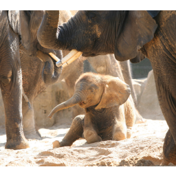 21.09.2006, Zoo Dresden, Elefantenbaby Taboumasai
